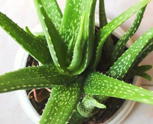 Aloe vera